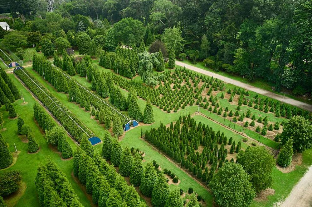 Discover the Perfect Tree for Your Yard at Our 21-Acre Nursery in Colts Neck, NJ | Green Giant Nursery | Total Concepts